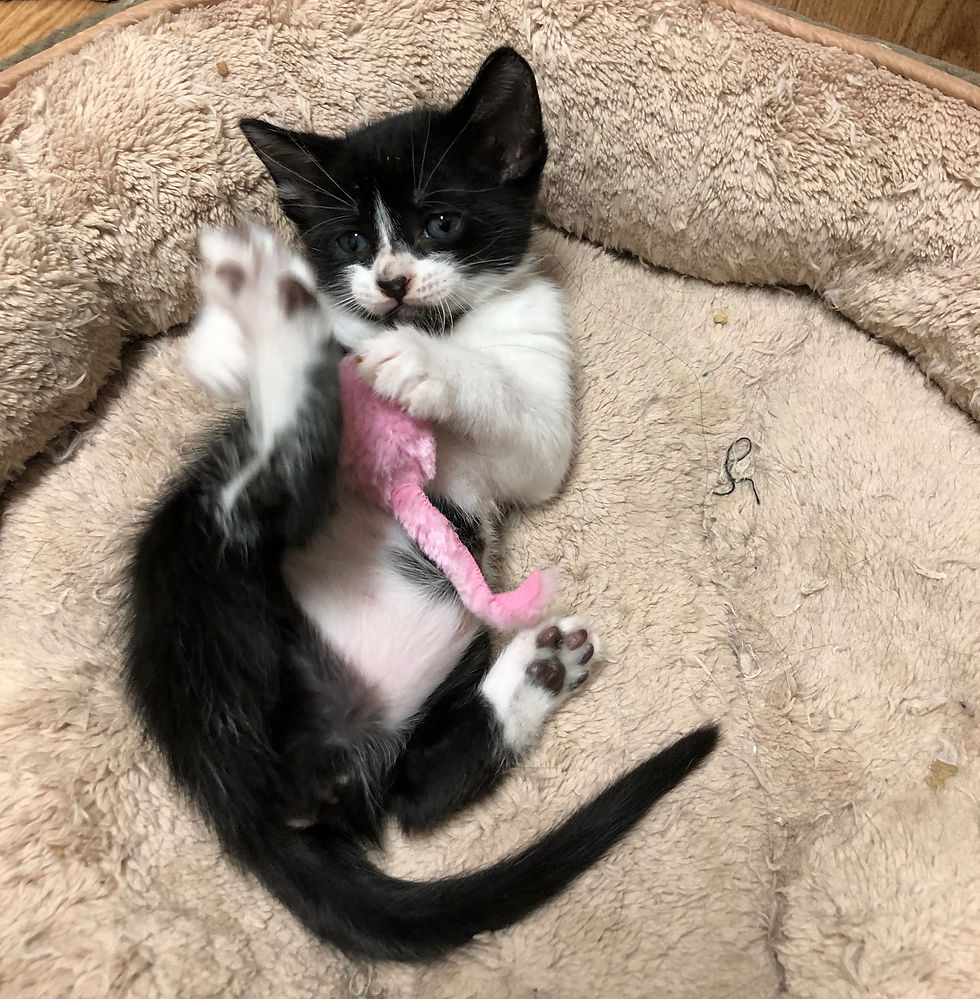 kitten playing