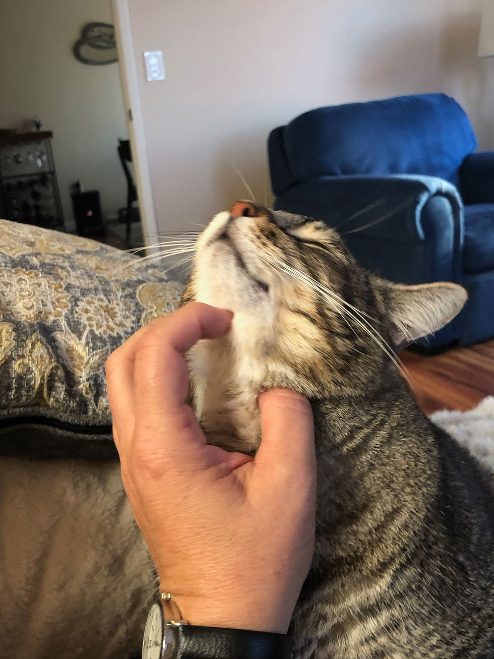 Chester chin rub
