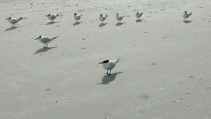 Florida beach birds February 27 2020 cropped.jpg