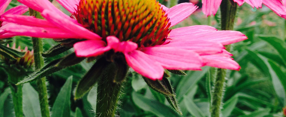 Wellness Teas @ Hippocrateas