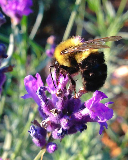 Busy Bee on Rosemary