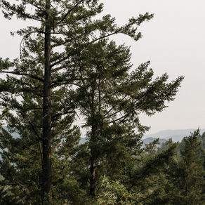 Emotional processing IS sensory processing