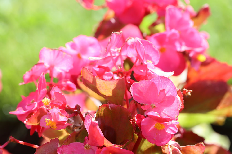 その一角を飾る花たち。