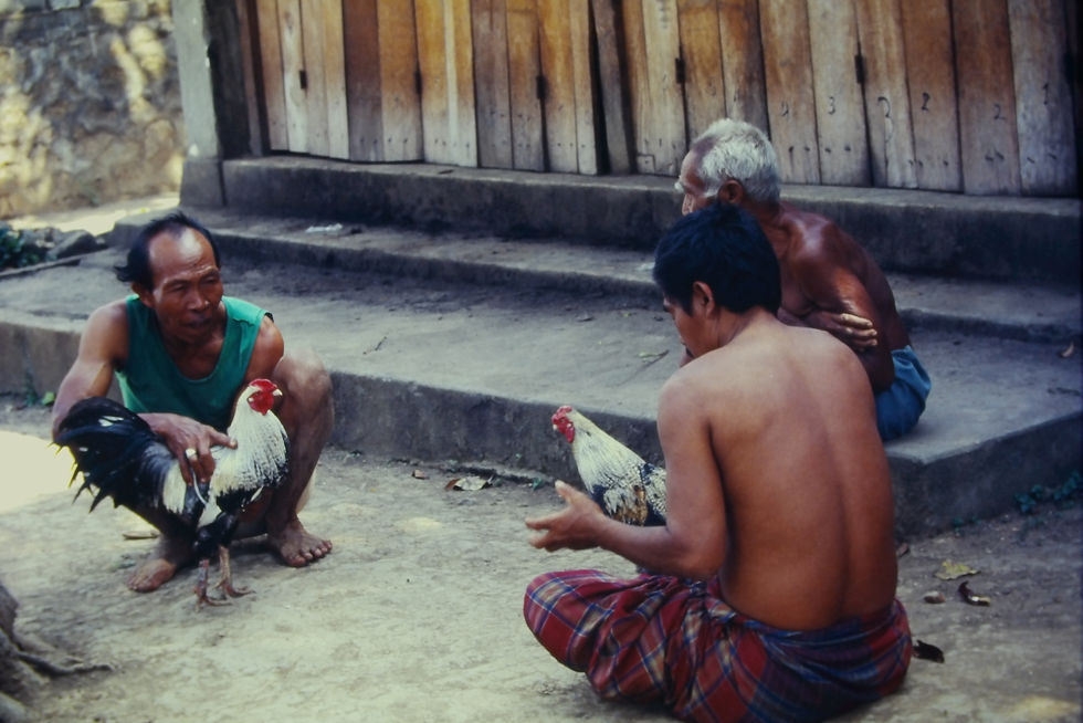 道ばたでは闘鶏用のニワトリ自慢。