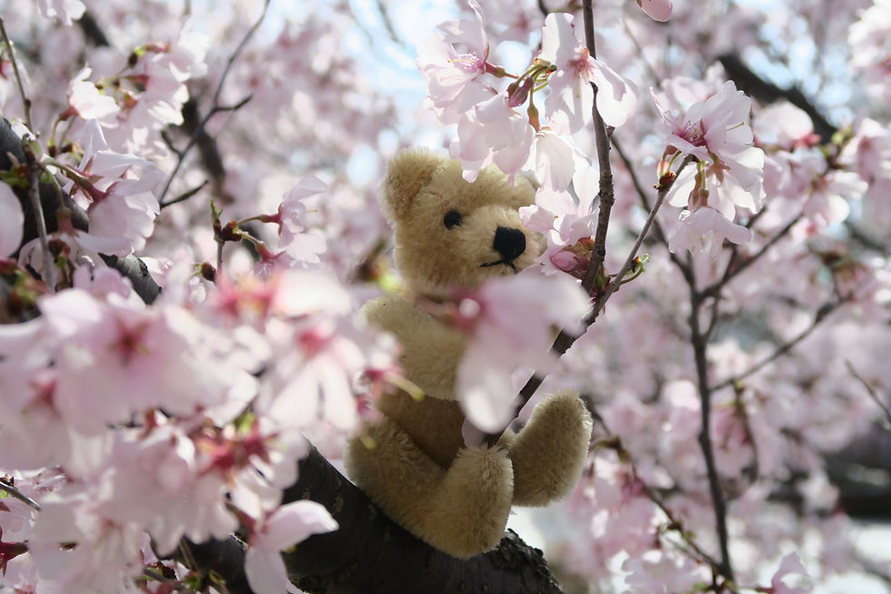 名古屋の桜を楽しむたびくま、チール。