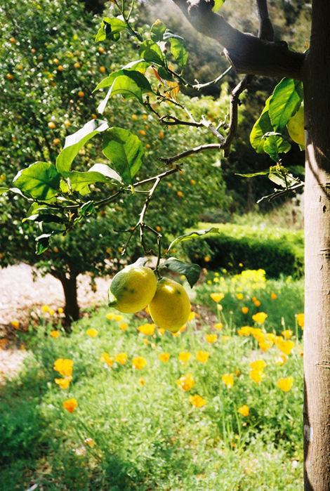 a262091_a262091_017a