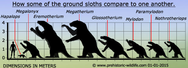 Sizes of 8 Ground sloth species