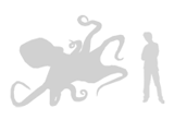 Giant Pacific Octopus size