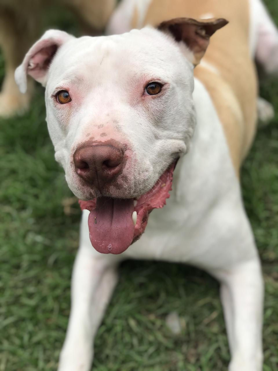 Danko