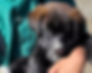buttercup3_edited.png