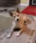 rosie.avif