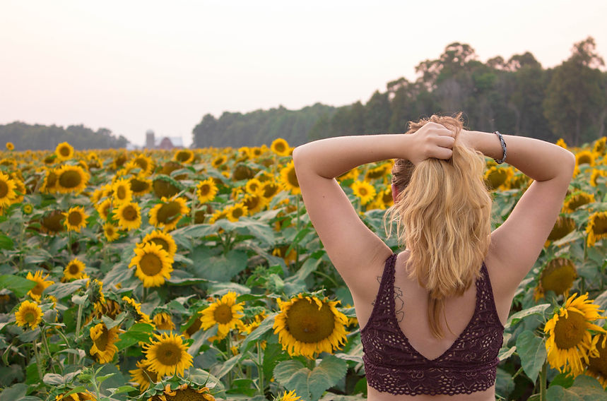 sunflower field and UK-157.jpg