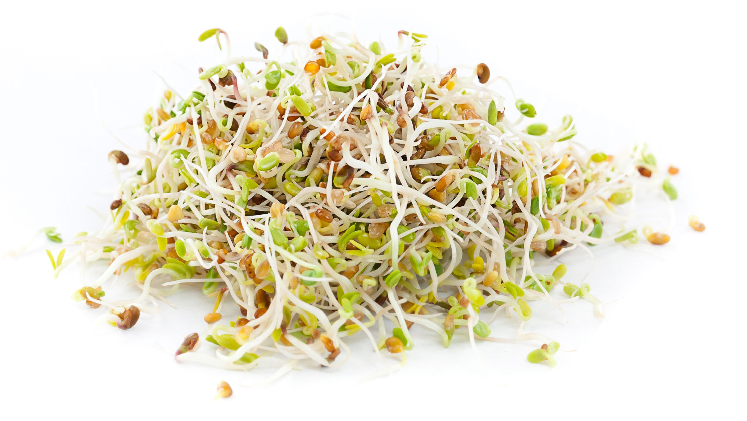Alfalfa Sprouts
