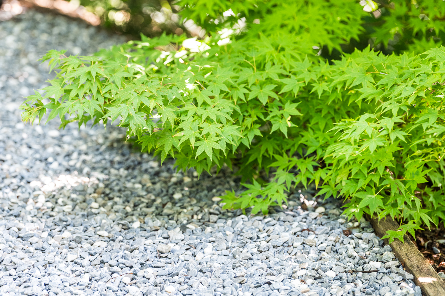 Schindler Gärten/Gärtner Gartenbauunternehmen Meggen Luzern Zug