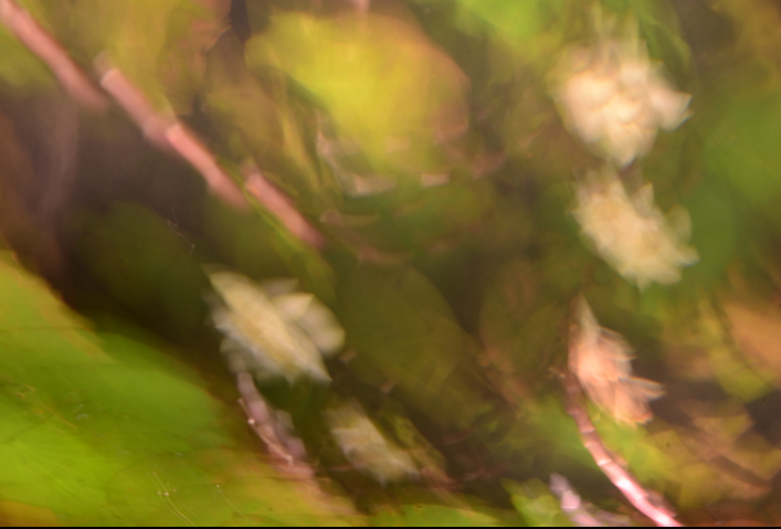  Fotografia do ensaio "Iara", de Natacha Bitar. - Divulgação.