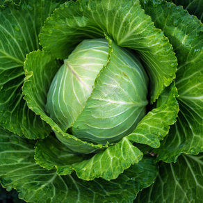 a full bloomed cabbage