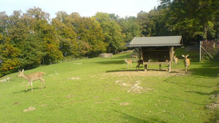 Ardetzenberg
