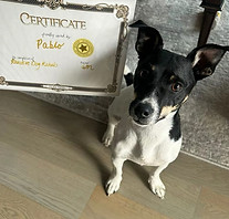 jack russell terrier puppy client testimonial the dog mamaa