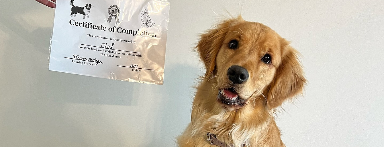 golden retriever training