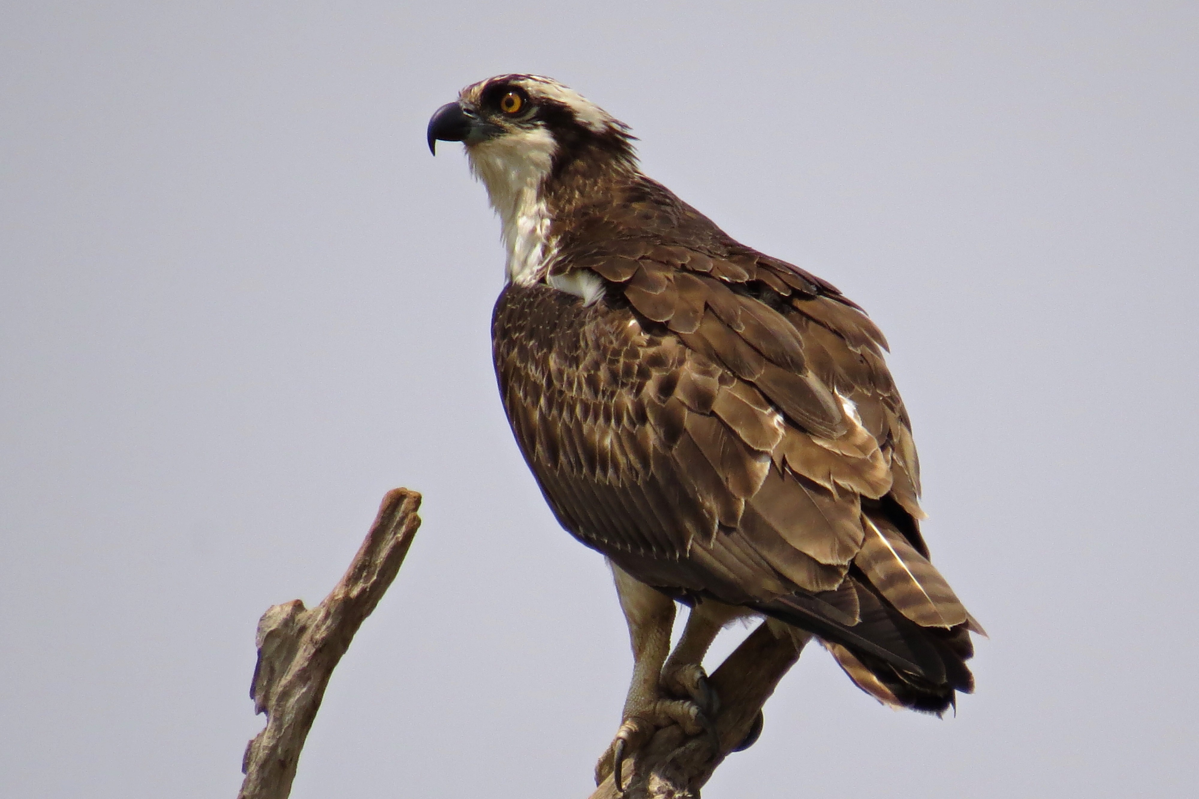 Osprey