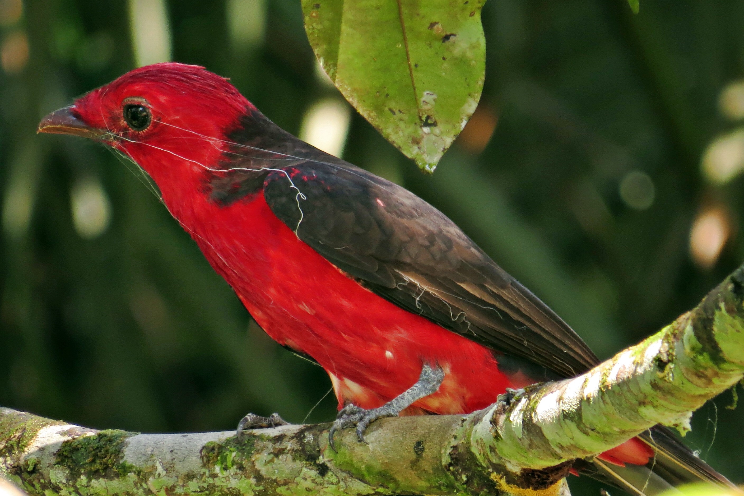 Crimson Fruitcrow