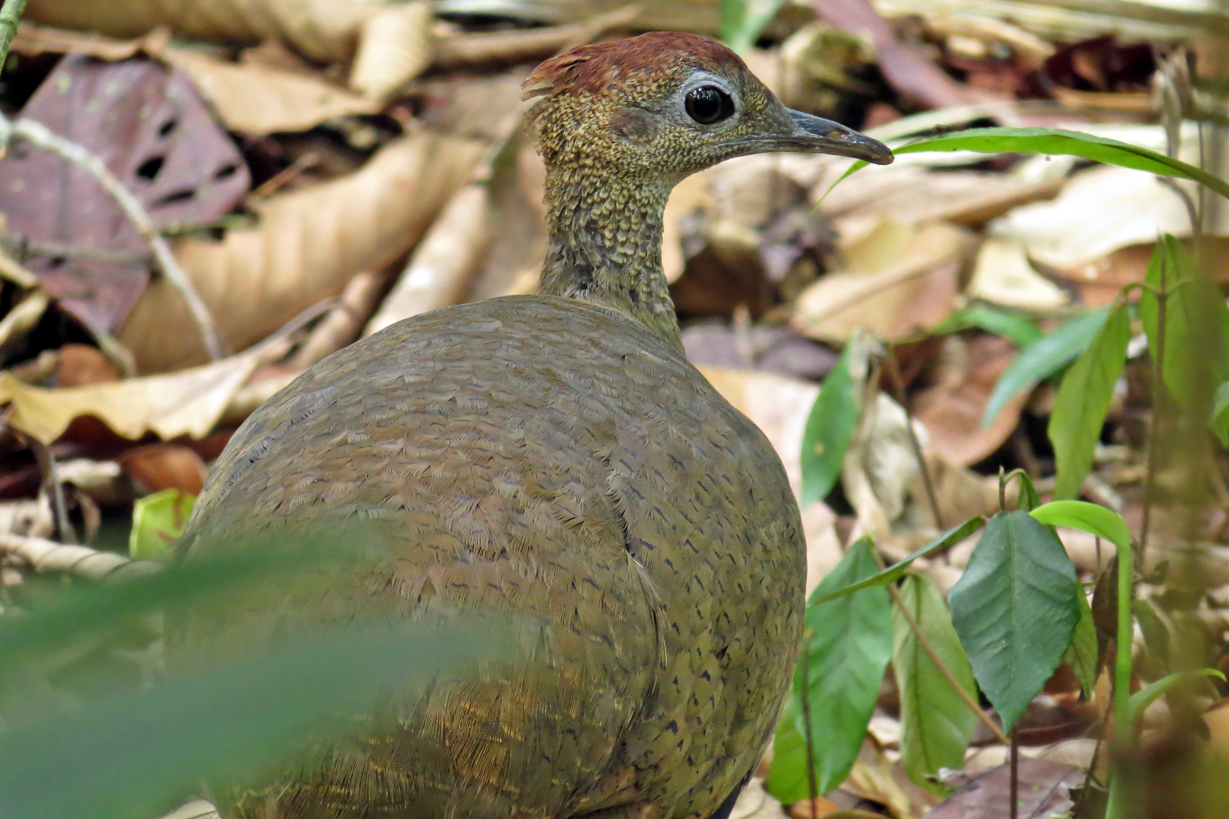 Great Tinamou