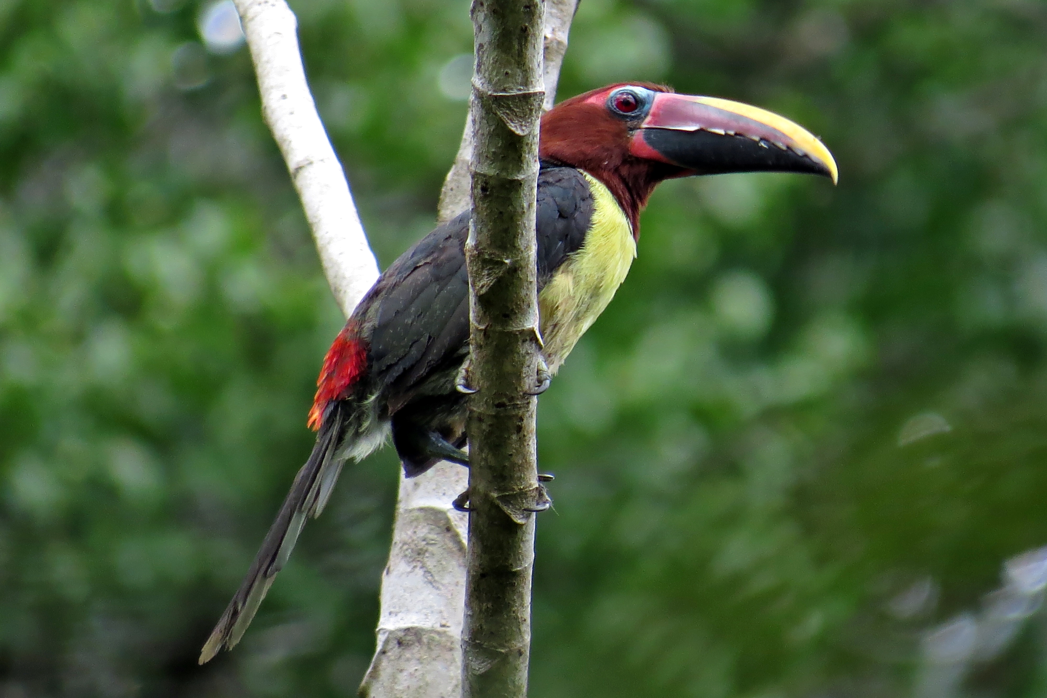 Green Aracari
