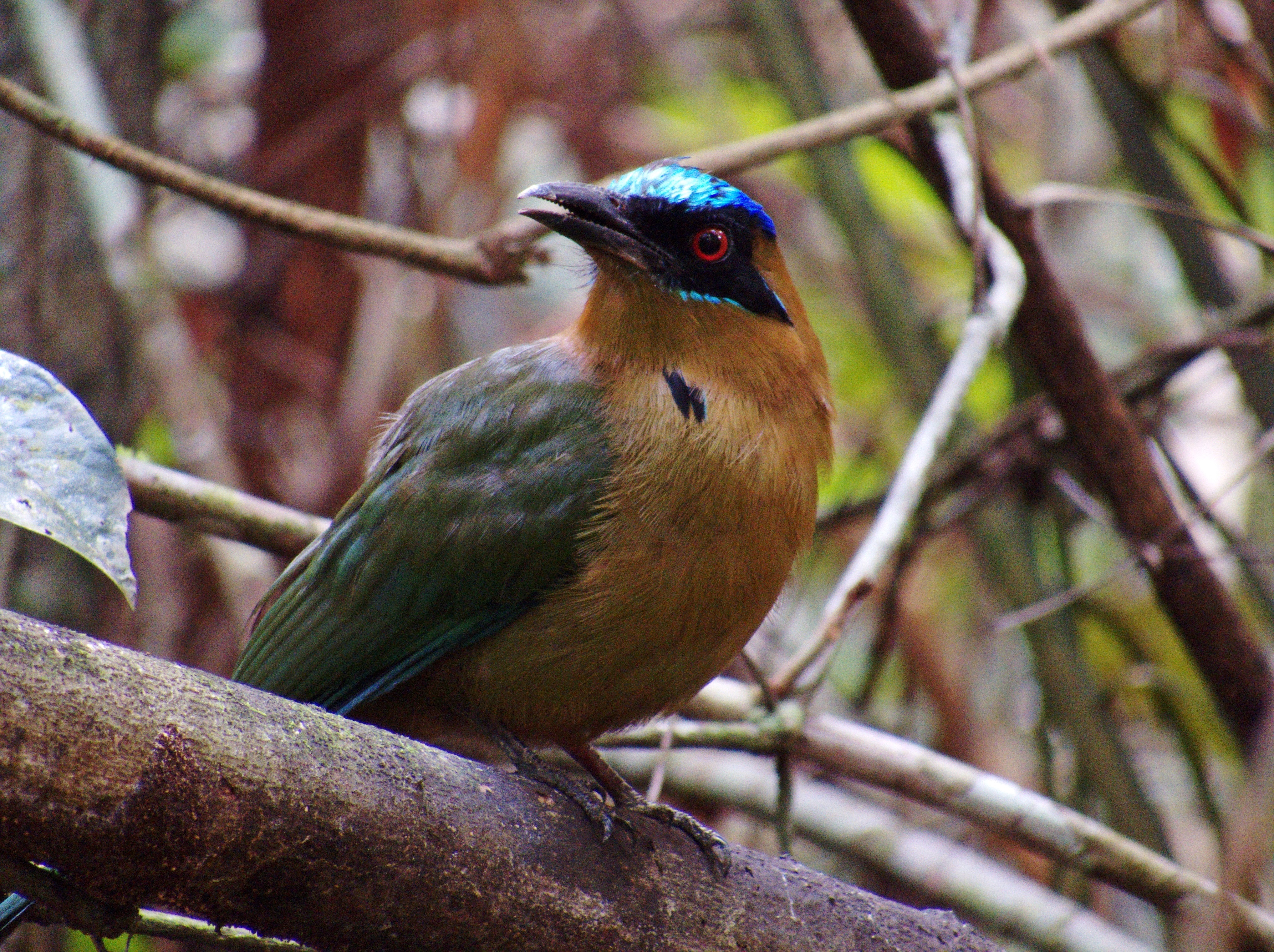 Amazonian Motmot