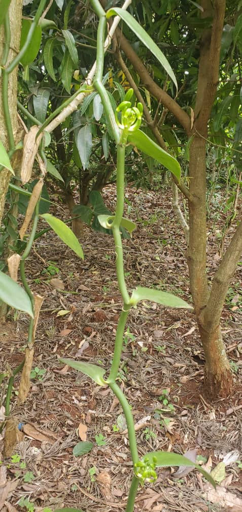 Thumbnail: Planifolia Vanilla Gourmet from Tanzania