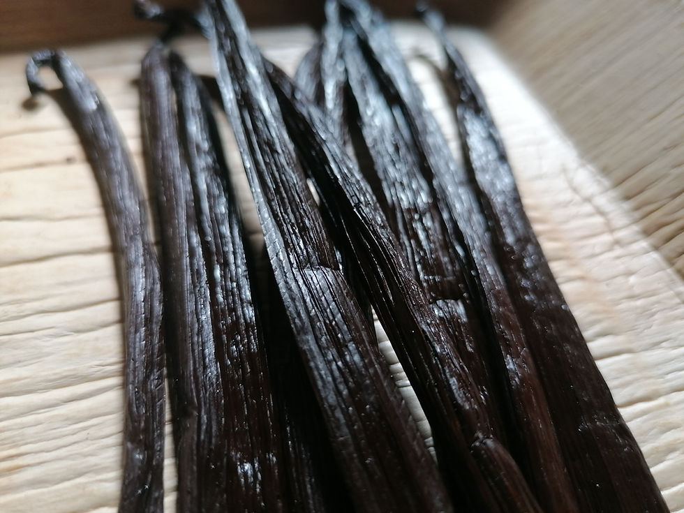 Thumbnail: Planifolia Vanilla Gourmet from São Tome