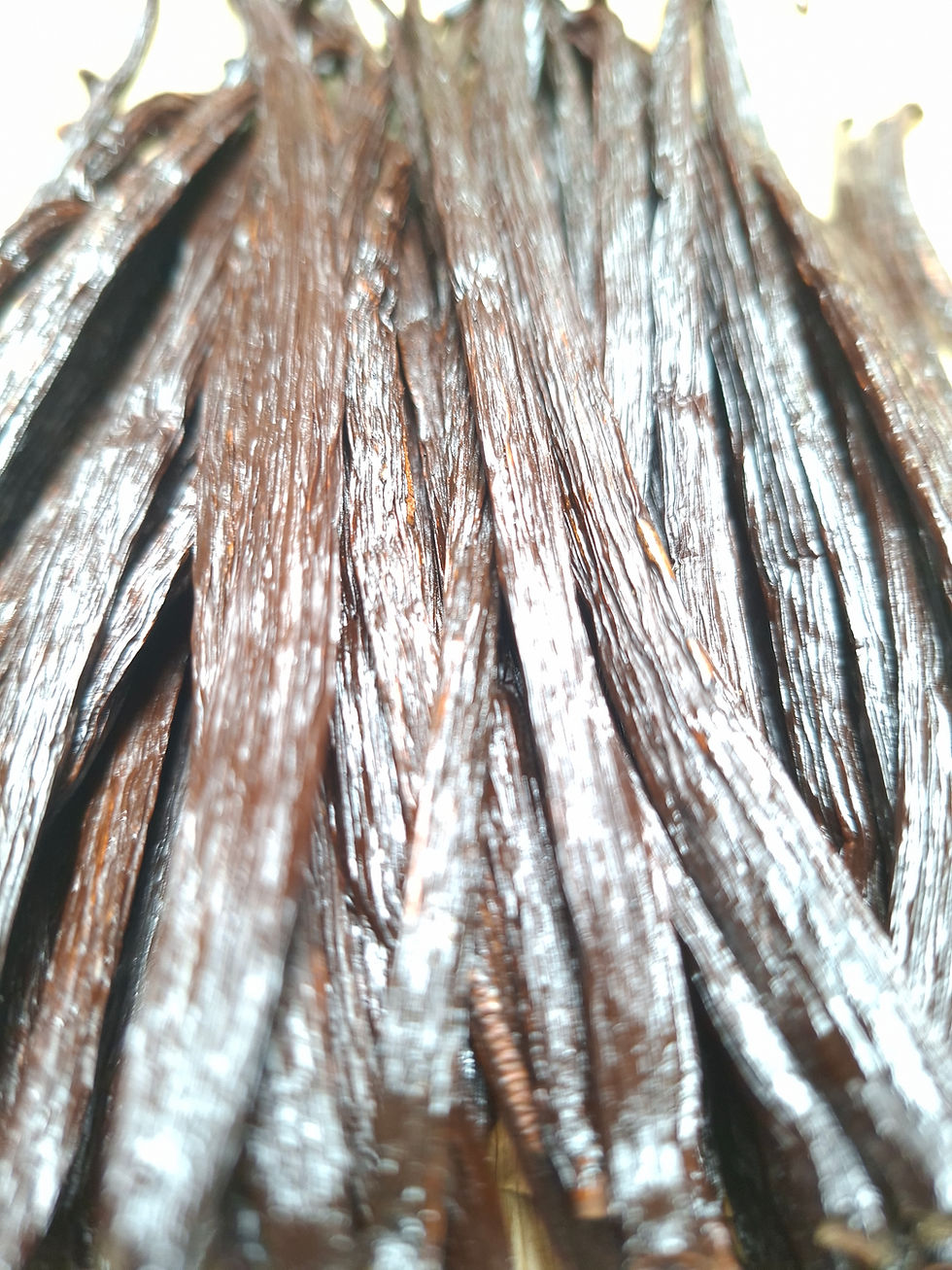 Thumbnail: Planifolia Vanilla from Java, Indonesia