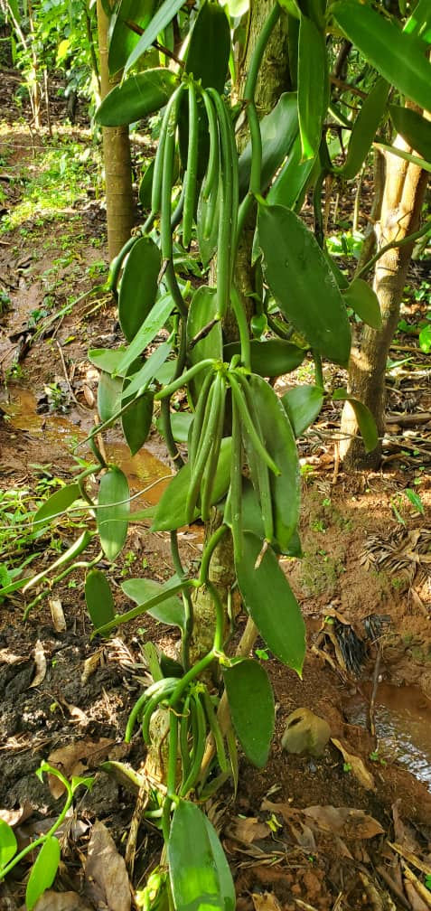 Thumbnail: Agroforestry Vanilla farms