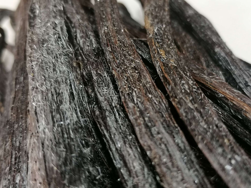 Thumbnail: Planifolia Vanilla Givrée from Sulawesi