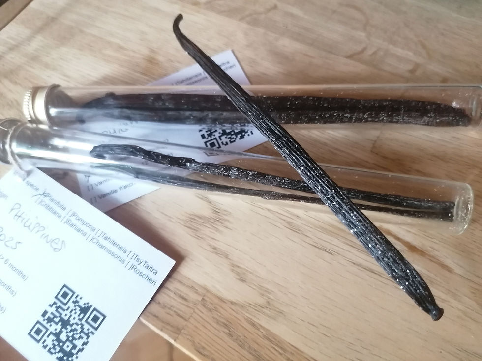 Thumbnail: Planifolia Vanilla from Philippines