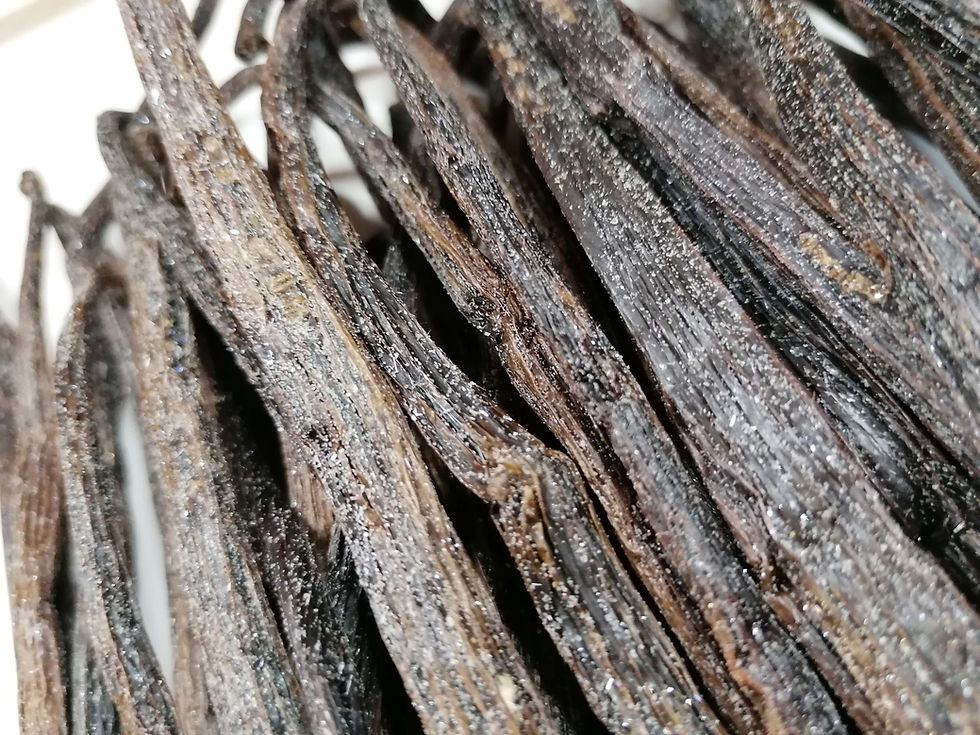 Thumbnail: Planifolia Vanilla Givrée from Bretagne