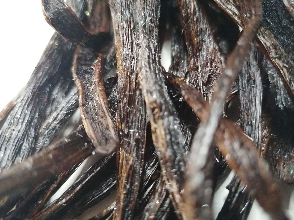 Planifolia Vanilla Givrée from Tanzania