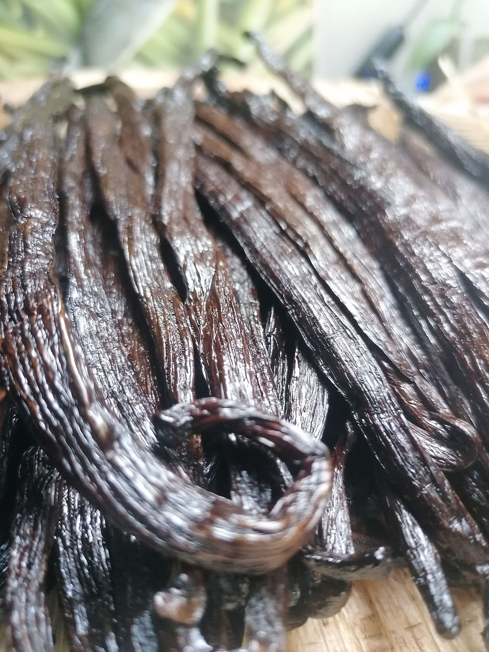 Thumbnail: 65 Odorata Vanilla givrée from Ecuador