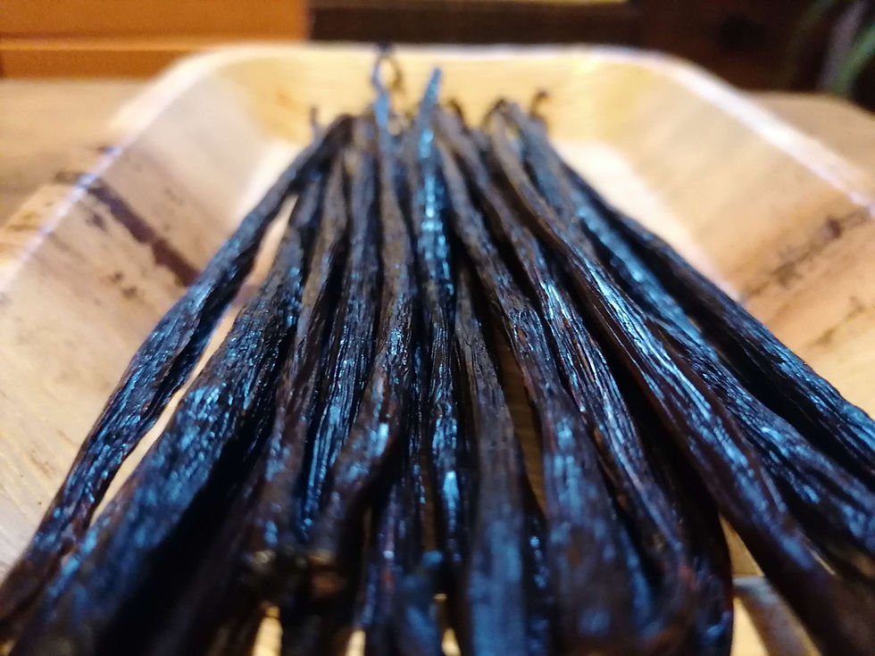 Planifolia Vanilla Gourmet from Vanuatu