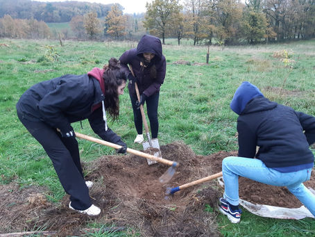 Chantier plantation