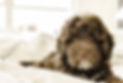 dreamstime_xxl_104635786.jpg