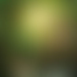 BRUNO MANSER – LA VOIX DE LA FORET TROPICALE | Vendredi 7 février 20:30