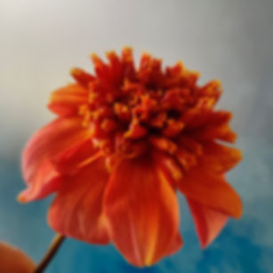 Totally Tangerine