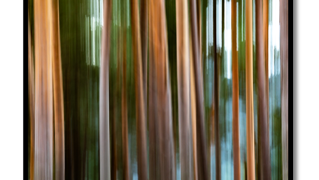 Woods #6