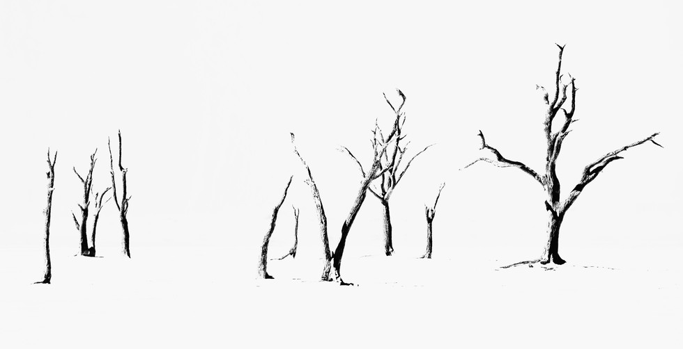 Namibian Twigs