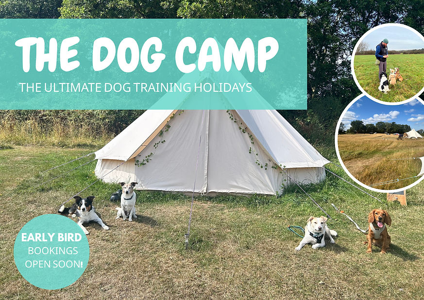 THE DOG CAMP_edited.jpg