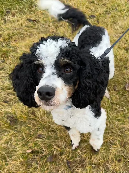 Tricolored Poodle great for Bernadoodles