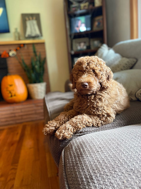 Deep red goldendoodle
