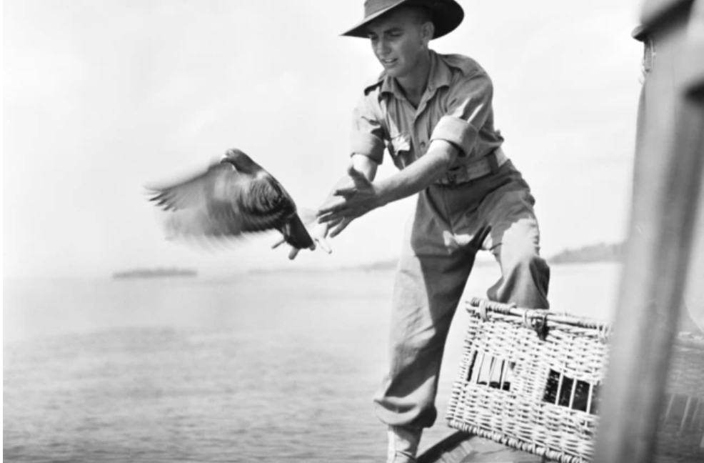 A pigeon, such as this one pictured here in New Guinea, 1944, was the last hope for the stranded American patrol. (Supplied: Australian War Memorial 075236)