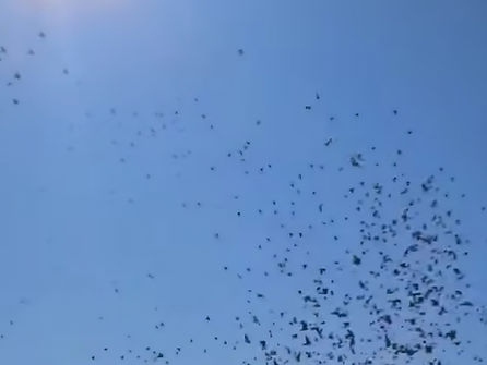 3rd Wyalong 4th August 2025