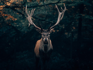 Wildtage 2020
